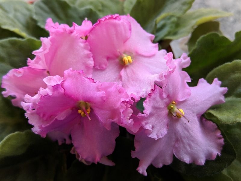 violette africaine rose