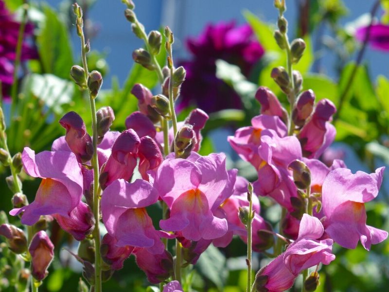 antirrhinum rose