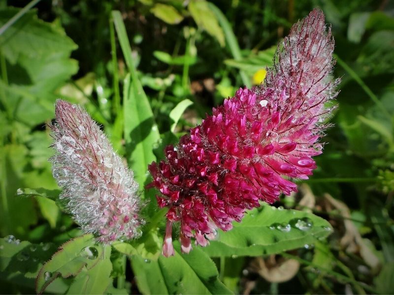 trifolium rubens rose