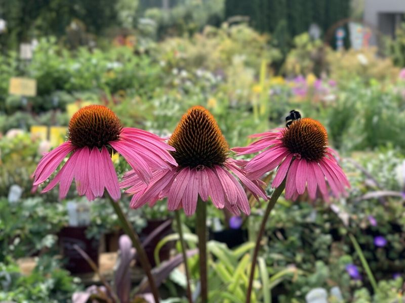 coneflower rose