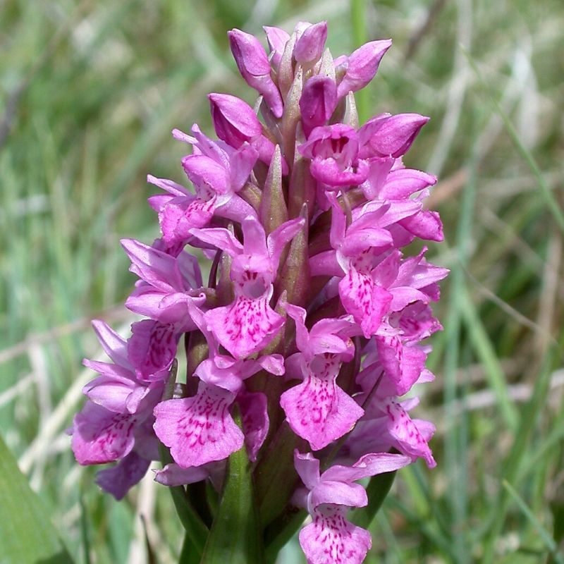 dactylorhiza rose