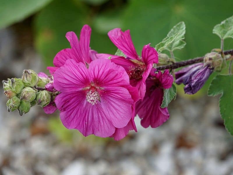 rose trémière