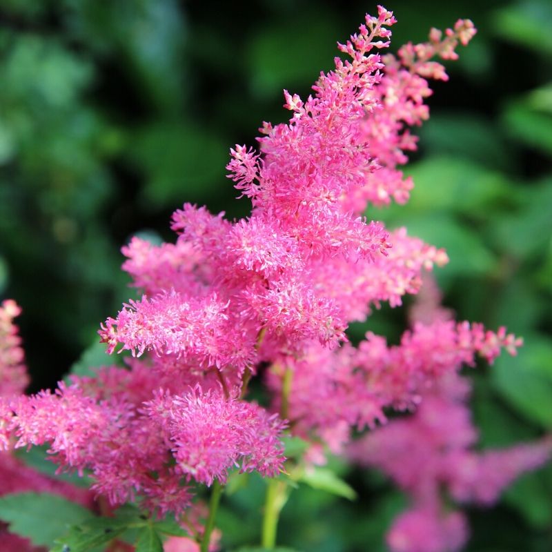 astilbe rose