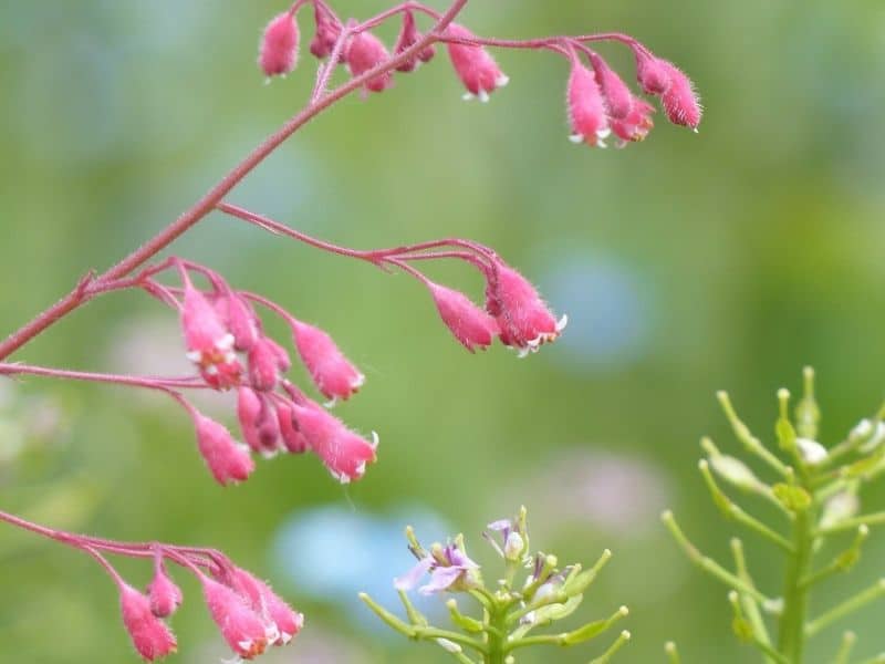 cloches de corail