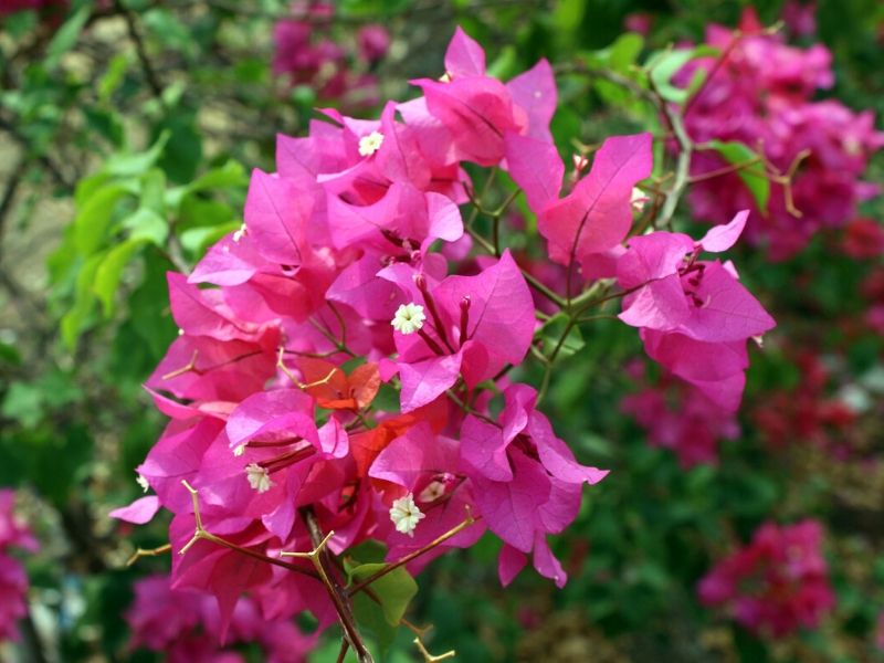 Bougainvillée
