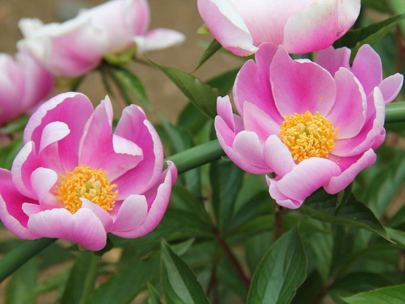 paeonia lactiflora