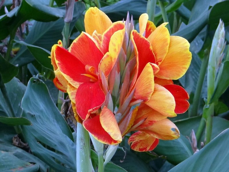 canna orange striata