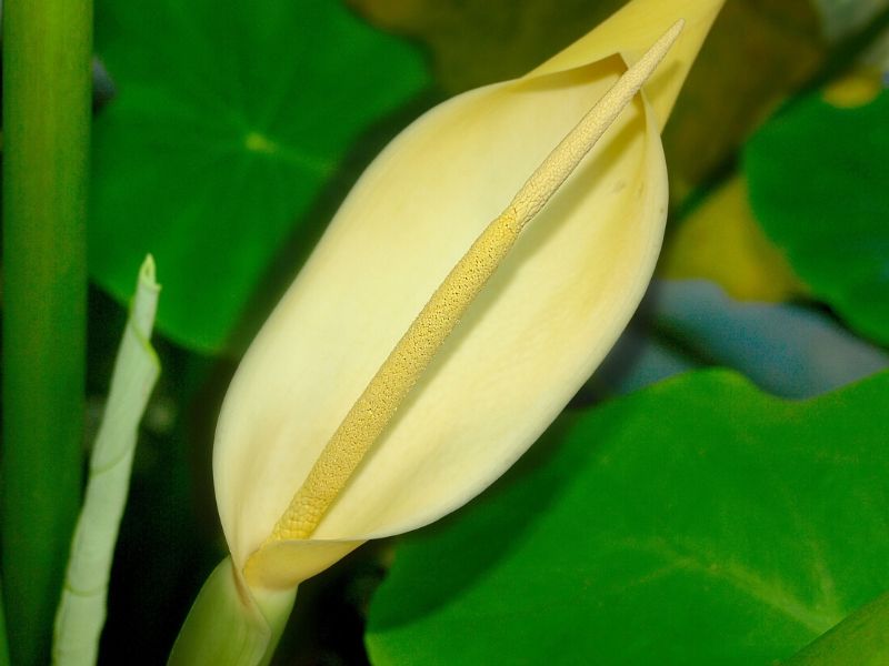 fleur de colocasia esculenta