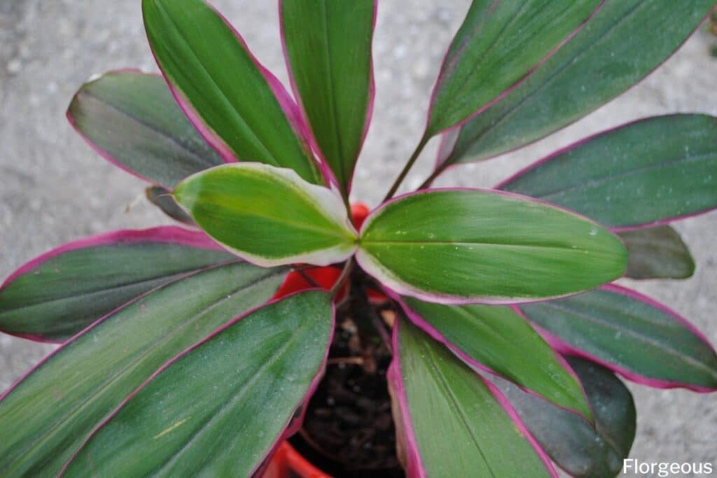 ti plante