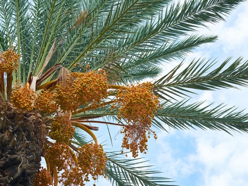 fleur de palmier