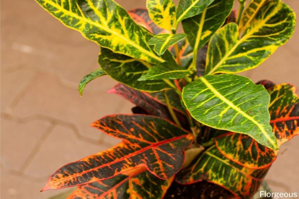 Croton Magnifique, Plante Vivante à lintérieur ou à lextérieur -  France