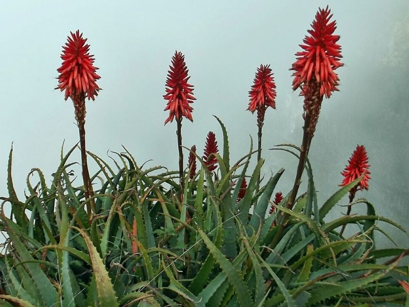 fleur d'aloe vera