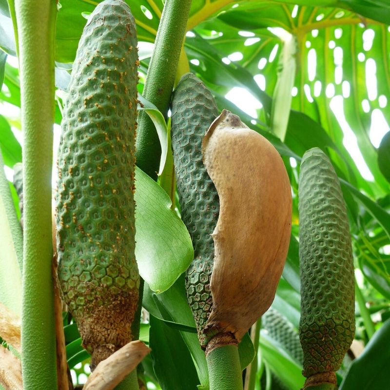 philodendron hederaceum fleur