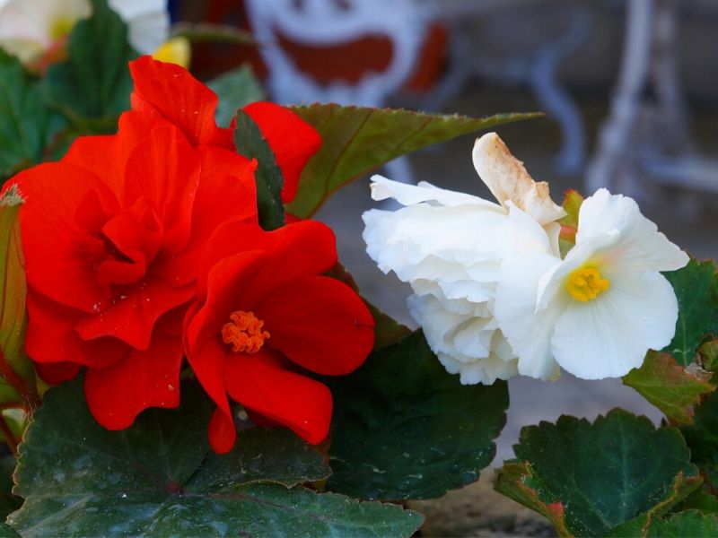 bégonia tropical