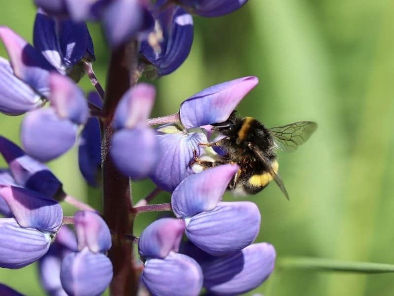 fleur de lupin avec abeille