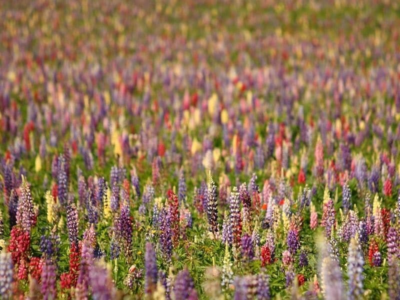 champ de fleurs de lupin