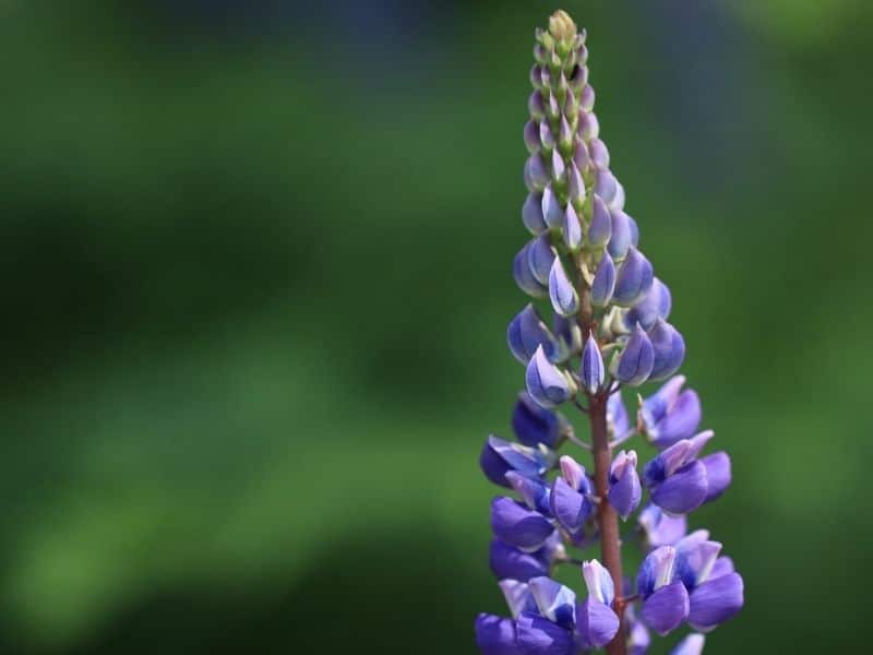 lupin bleu indigène