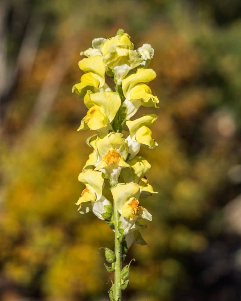 lupin doré