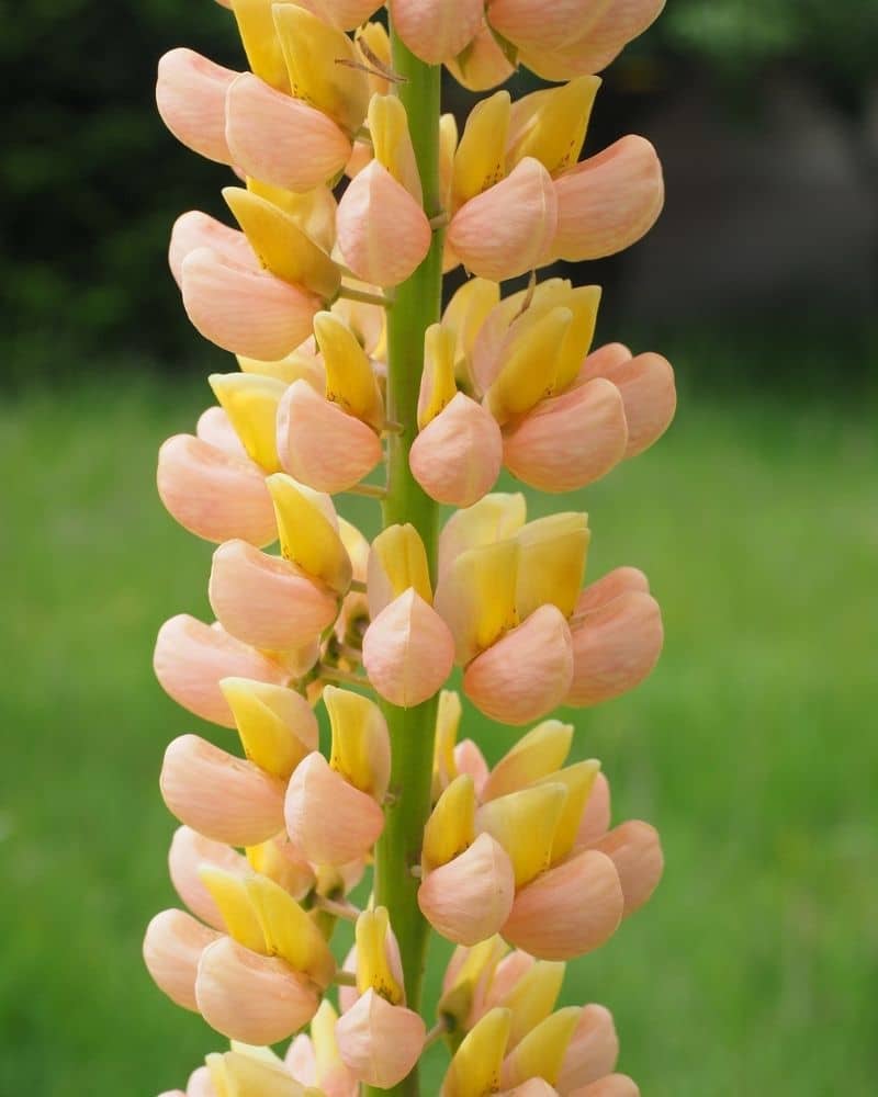 fleur de lupin jaune