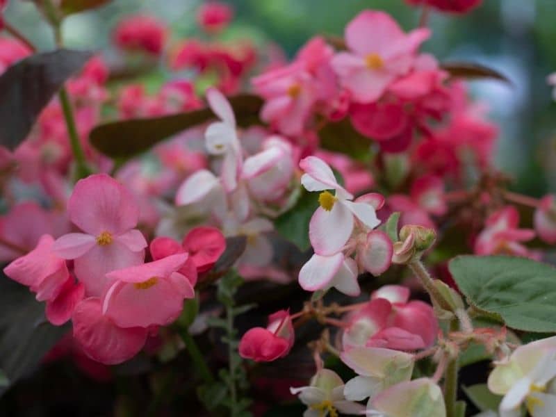bégonia blanc rose