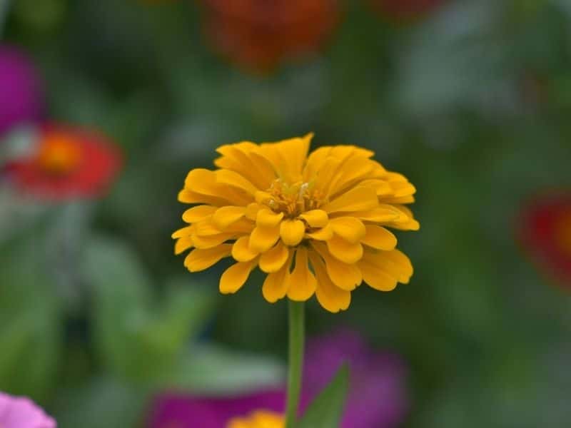 zinnia jaune