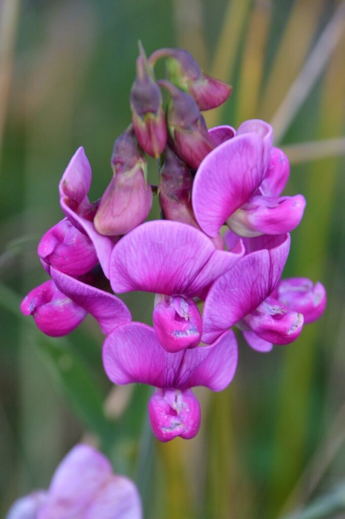 fleur de pois de senteur rose