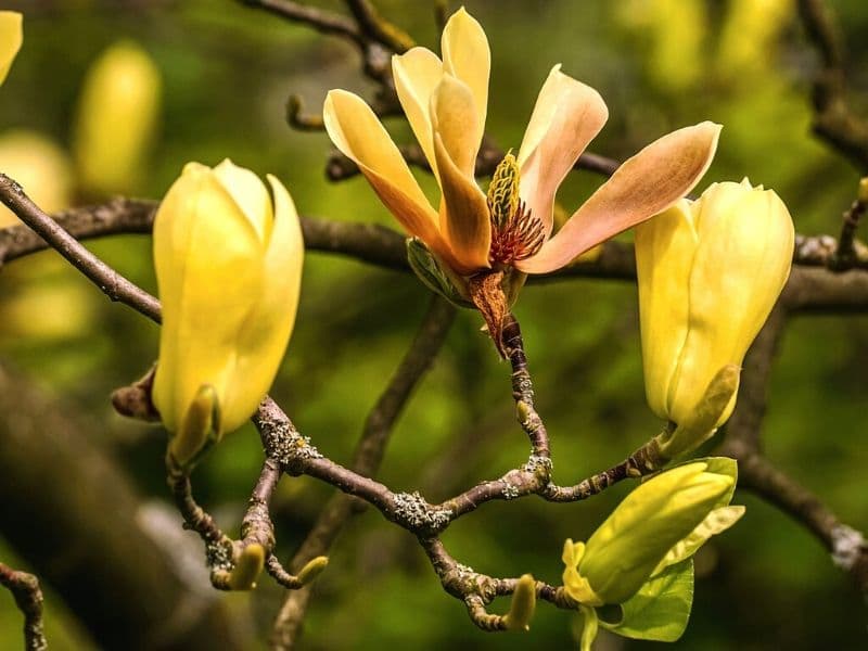 magnolia jaune