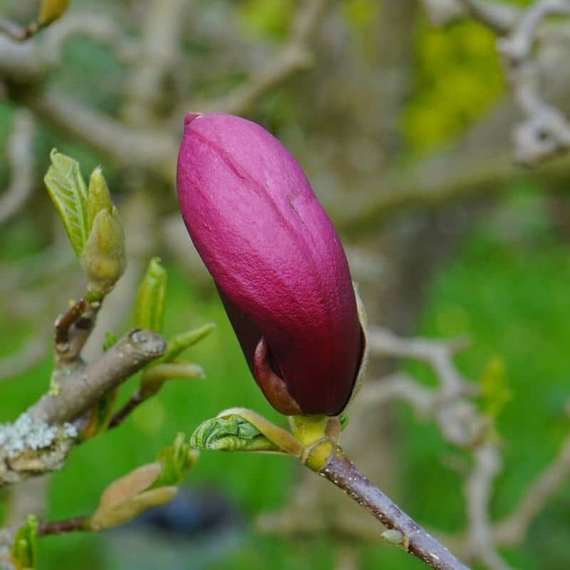 bourgeon de magnolia pourpre