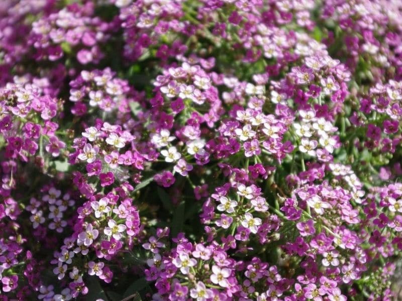 Alyssum doux pourpre