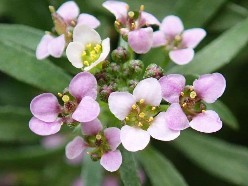 plante alyssum
