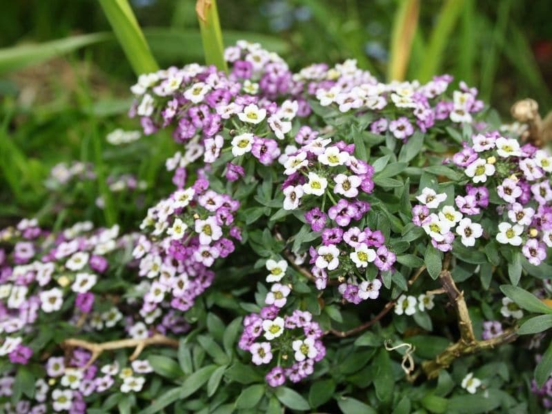alyssum plantes à massifs