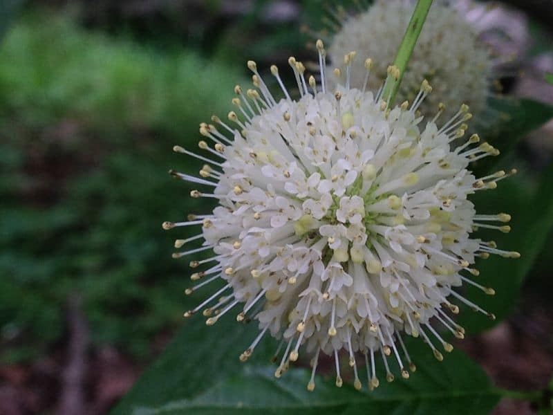 buisson blanc