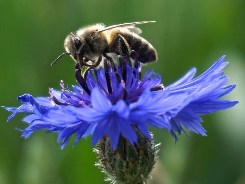 bleuet avec abeille