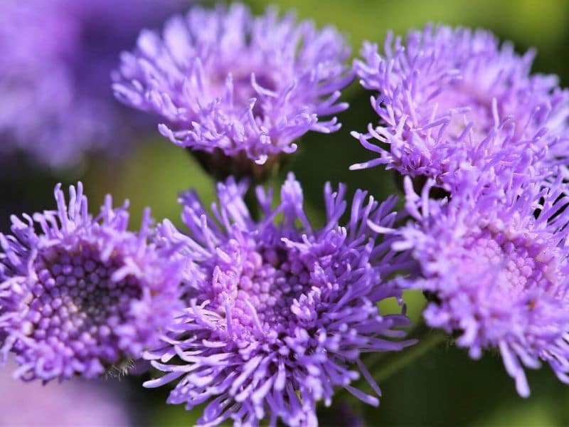 fleur de soie violet clair