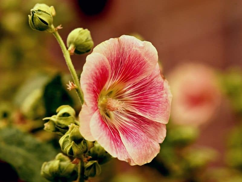 rose trémière