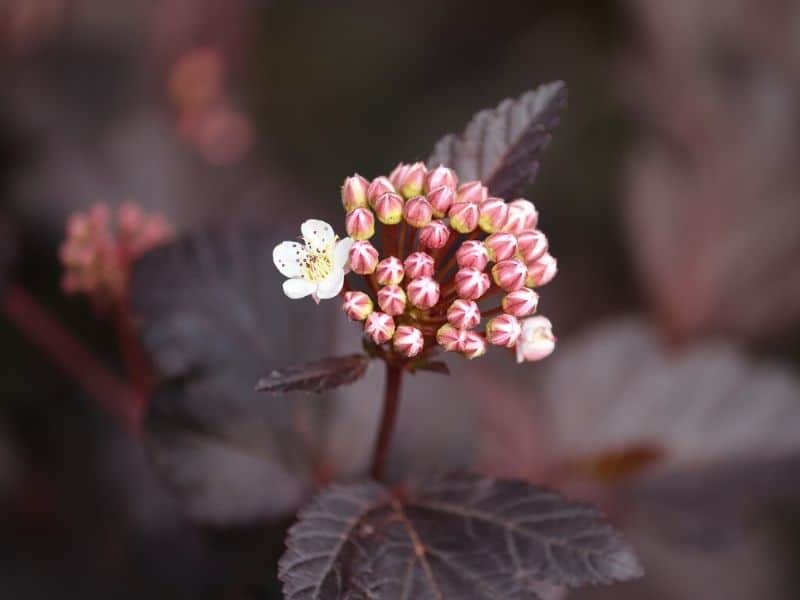fleur d'abricot