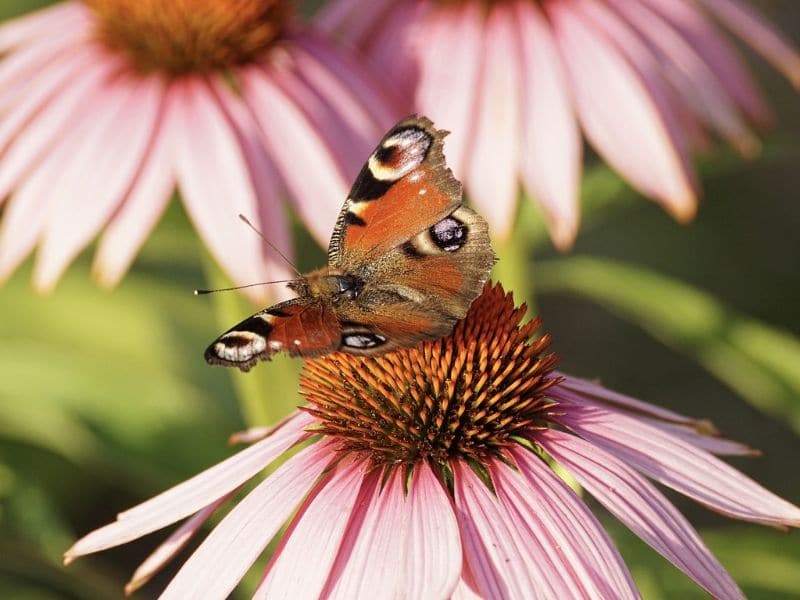 bleuet rose pourpre avec papillon