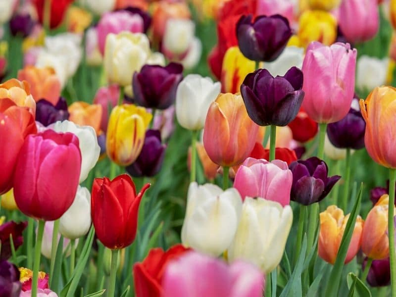 fleurs de tulipe de différentes couleurs