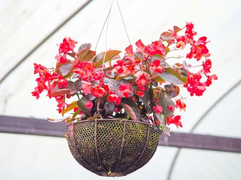 Bégonia en pot suspendu