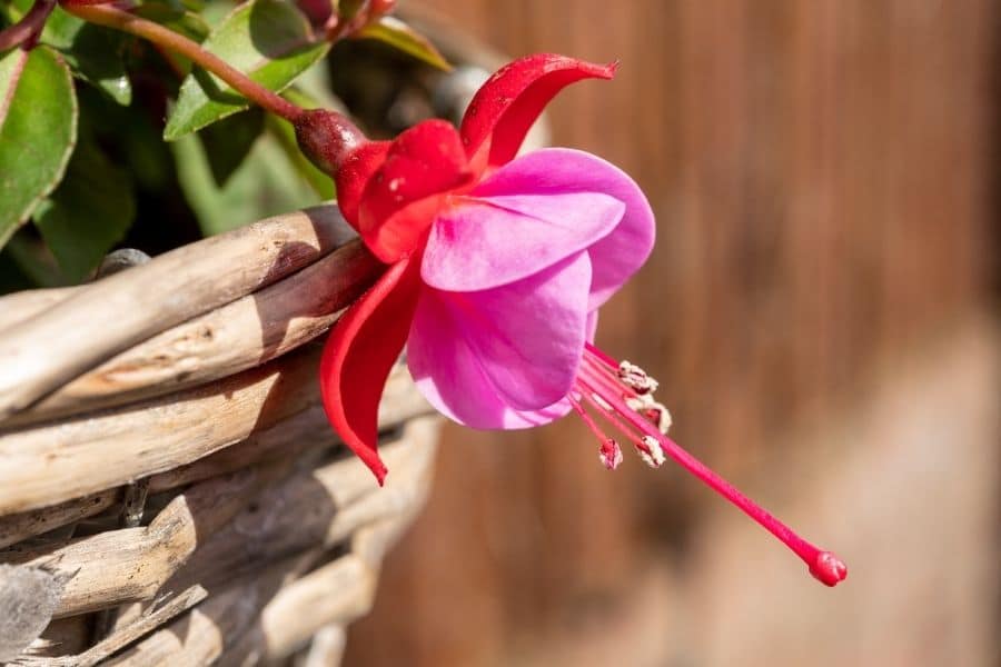 panier suspendu de fleurs fuchsia