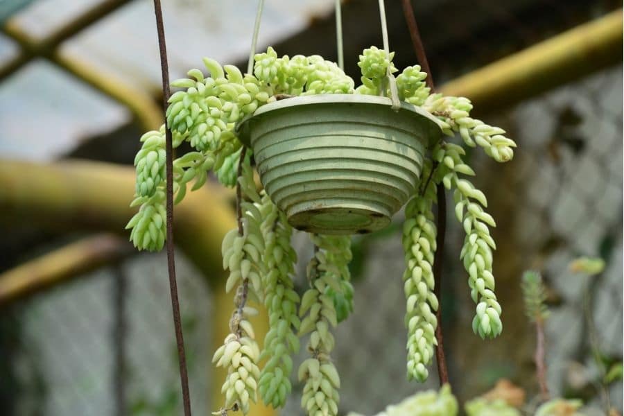 panier suspendu de sedum morganianum 