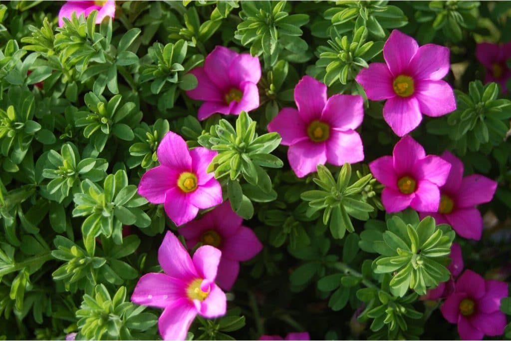 oxalis hirta