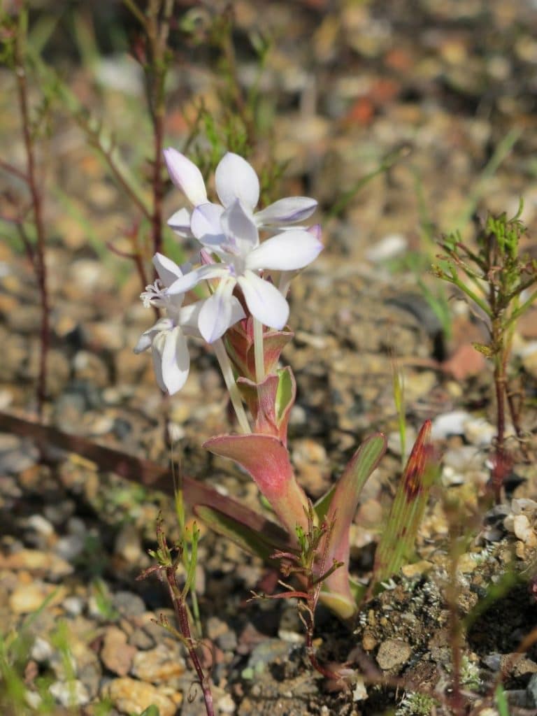 lapeirousia pyramidalis