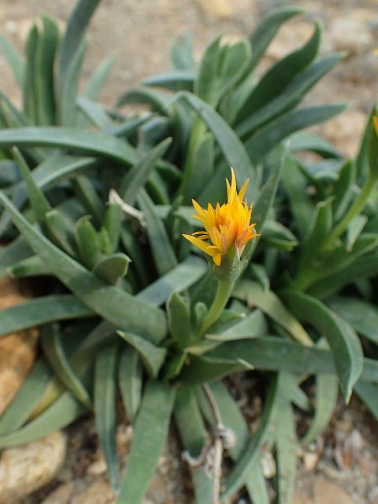 bergeranthus scapiger