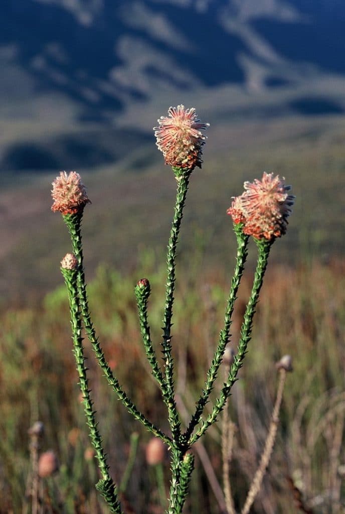 Paranomus longicaulis