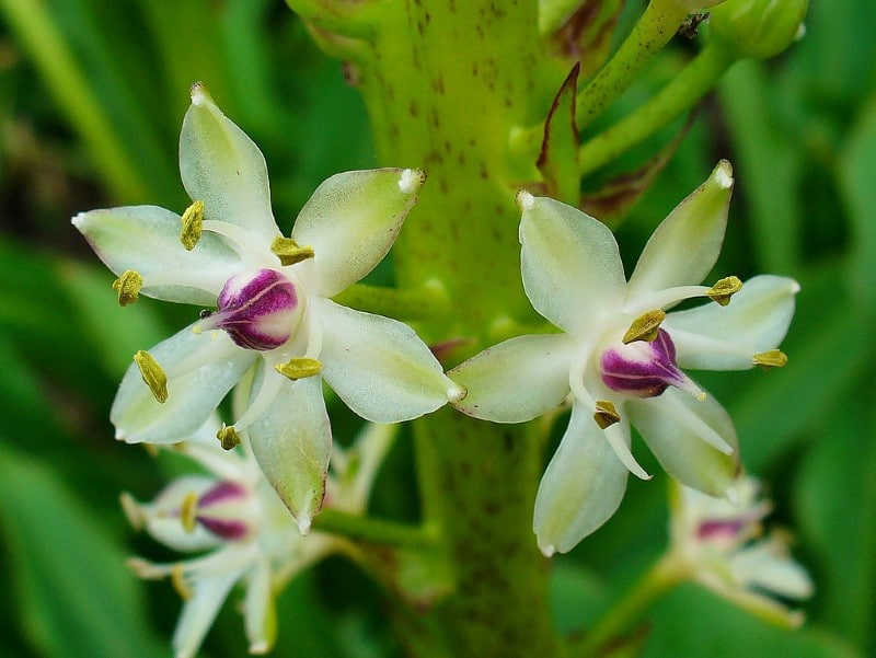 Eucomis comosa