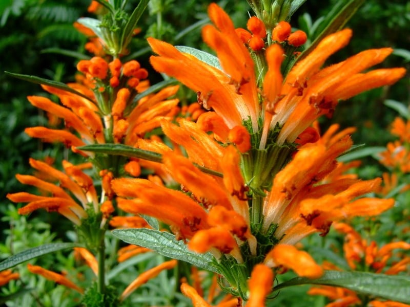 Leonotis leonurus