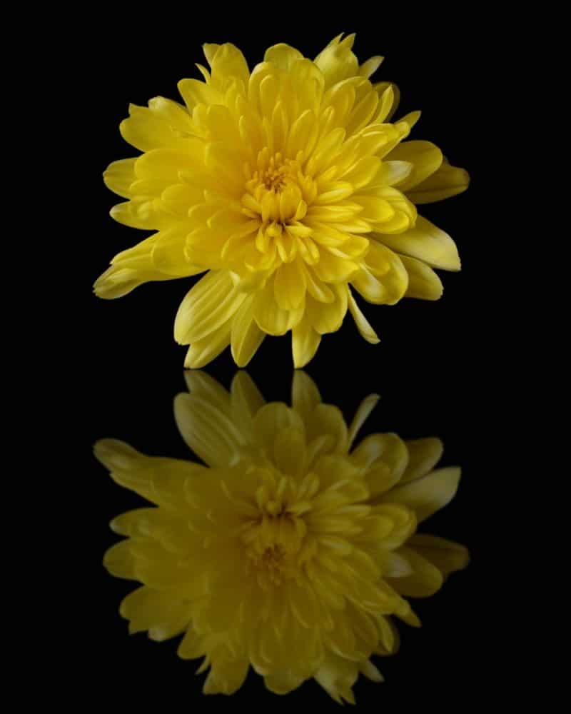 chrysanthème jaune avec reflet
