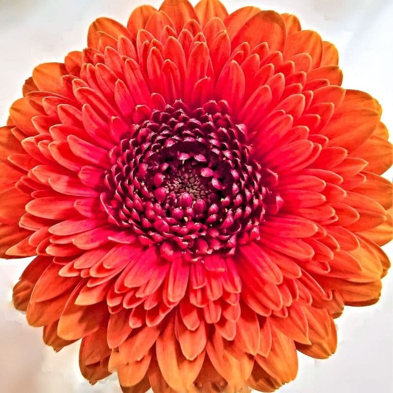chrysanthème simple orange