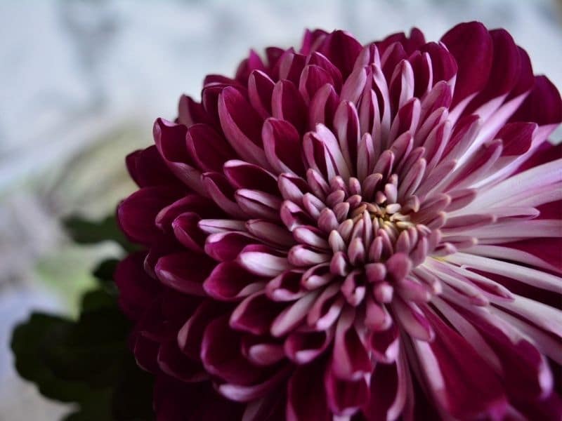 chrysanthème rose foncé
